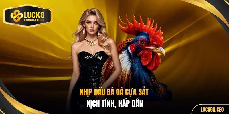 Nhịp đấu đá gà cựa sắt kịch tính, hấp dẫn